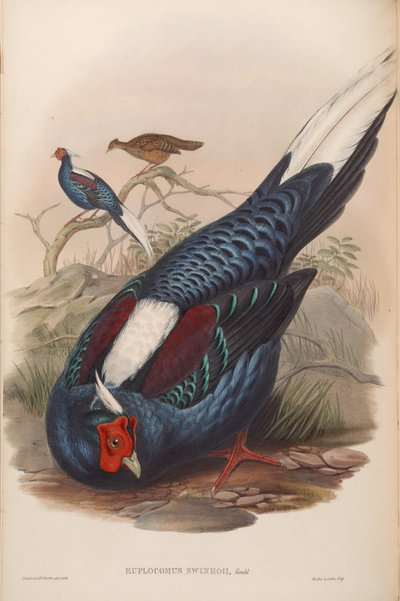 Euplocamus swinhoii = Lophura swinhoii by John Gould